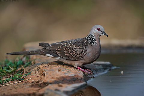 Spotted Dove || Bangalore || March 2020
https://www.facebook.com/MohammedSalmanPics/ Spilopelia chinensis,Spotted dove