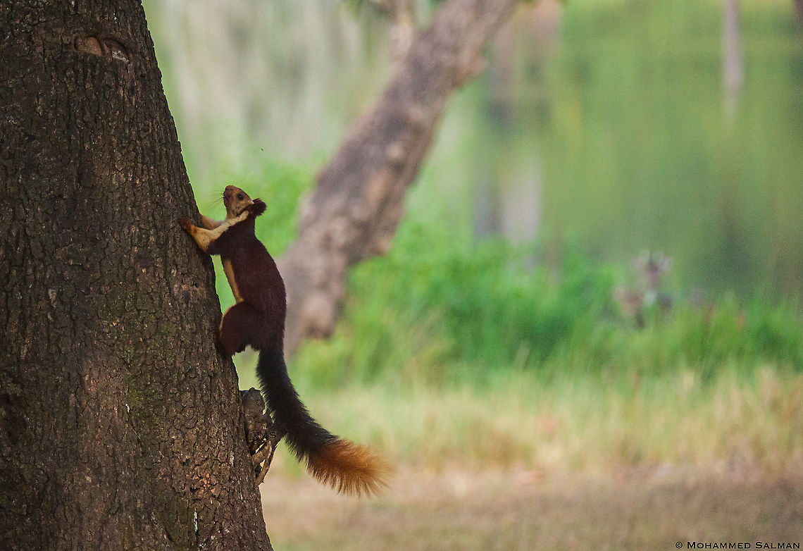Malabar giant squirrel || Nagarhole || Oct 2016<br />
<a href="https://www.facebook.com/MohammedSalmanPics/" rel="nofollow">https://www.facebook.com/MohammedSalmanPics/</a> Indian Giant Squirrel,Ratufa indica