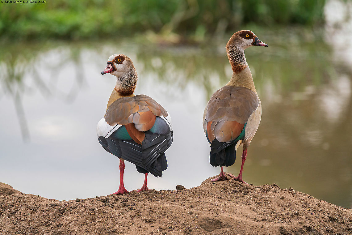 Egyptian geese || Tsavo West || Aug 2017<br />
<a href="https://www.facebook.com/MohammedSalmanPics/" rel="nofollow">https://www.facebook.com/MohammedSalmanPics/</a> Alopochen aegyptiacus,Egyptian Goose
