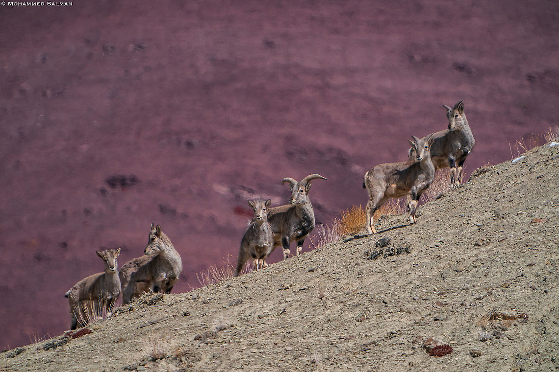 Bharal || Hemis || Feb 2020<br />
<a href="https://www.facebook.com/MohammedSalmanPics/" rel="nofollow">https://www.facebook.com/MohammedSalmanPics/</a> Bharal (blue sheep),Pseudois nayaur