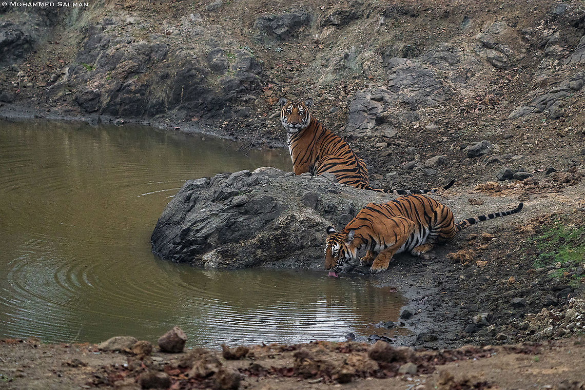 Tigers || Kabini || Feb 2020<br />
<a href="https://www.facebook.com/MohammedSalmanPics/" rel="nofollow">https://www.facebook.com/MohammedSalmanPics/</a> Bengal tiger,Panthera tigris tigris