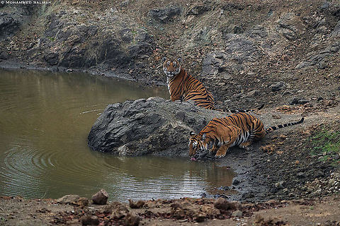 Tigers || Kabini || Feb 2020
https://www.facebook.com/MohammedSalmanPics/ Bengal tiger,Panthera tigris tigris