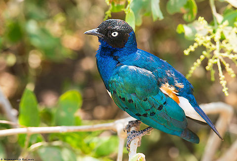 Superb starling || Amboseli || Aug 2017
https://www.facebook.com/MohammedSalmanPics/ Lamprotornis superbus,Superb Starling