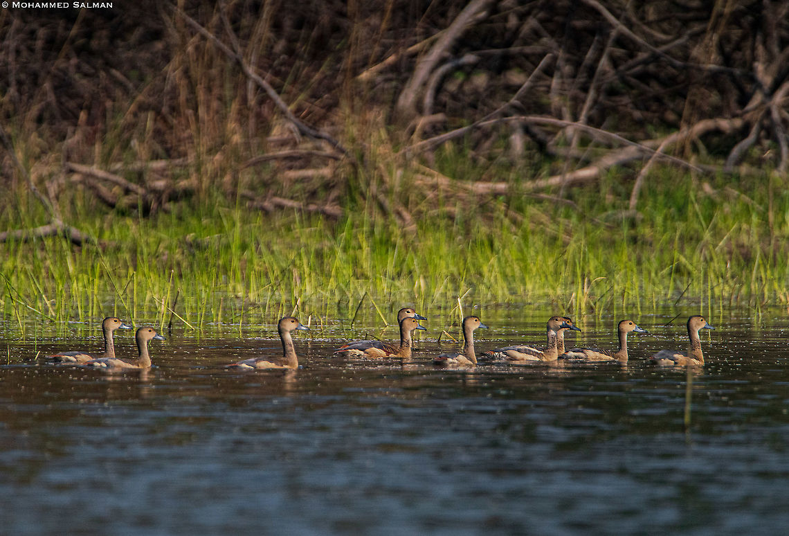 Lesser whistling duck || Tadoba || Jan 2020<br />
<a href="https://www.facebook.com/MohammedSalmanPics/" rel="nofollow">https://www.facebook.com/MohammedSalmanPics/</a> Dendrocygna javanica,Lesser Whistling Duck