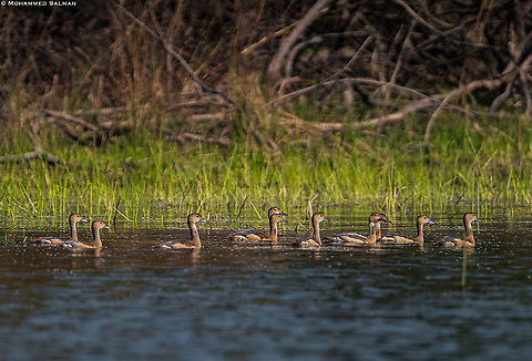 Lesser whistling duck || Tadoba || Jan 2020
https://www.facebook.com/MohammedSalmanPics/ Dendrocygna javanica,Lesser Whistling Duck