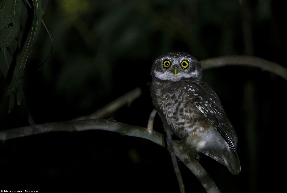 Spotted owlet || Sunderbans || Oct 2019<br />
<a href="https://www.facebook.com/MohammedSalmanPics/" rel="nofollow">https://www.facebook.com/MohammedSalmanPics/</a> Athene brama,Spotted Owlet