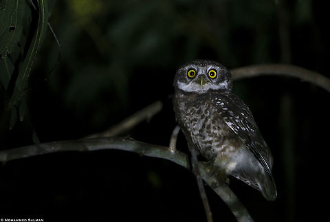 Spotted owlet || Sunderbans || Oct 2019
https://www.facebook.com/MohammedSalmanPics/ Athene brama,Spotted Owlet