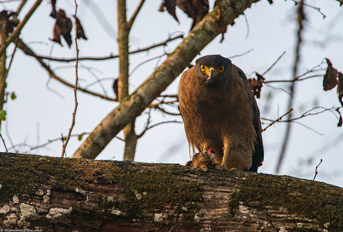 Serpent eagle with squirrel kill || Kabini || March 2018<br />
<a href="https://www.facebook.com/MohammedSalmanPics/" rel="nofollow">https://www.facebook.com/MohammedSalmanPics/</a> Crested Serpent Eagle,Spilornis cheela