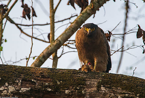Serpent eagle with squirrel kill || Kabini || March 2018
https://www.facebook.com/MohammedSalmanPics/ Crested Serpent Eagle,Spilornis cheela