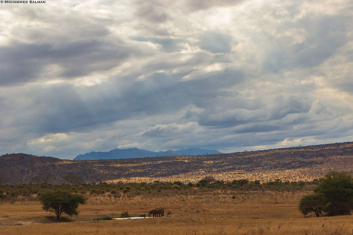 Elephant landscape || Tsavo West || Aug 2017<br />
<a href="https://www.facebook.com/MohammedSalmanPics/" rel="nofollow">https://www.facebook.com/MohammedSalmanPics/</a> African bush elephant,Loxodonta africana