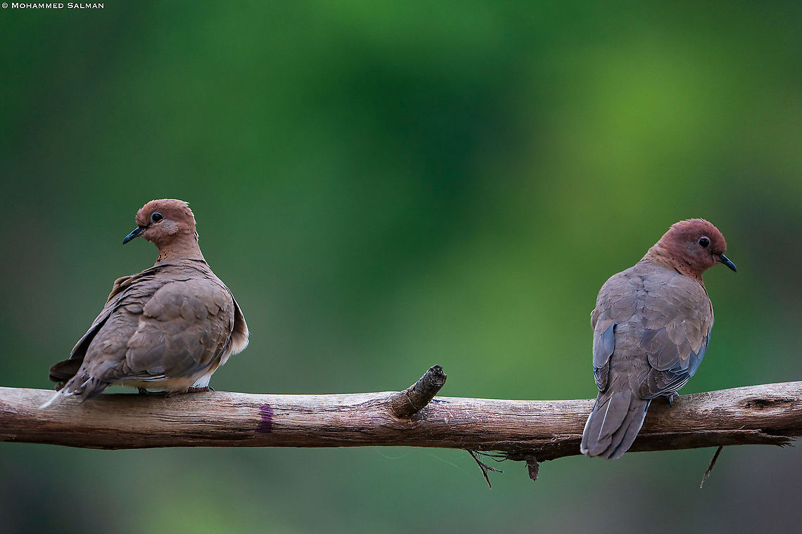 Laughing doves, social distancing || Bangalore || March 2020<br />
<a href="https://www.facebook.com/MohammedSalmanPics/" rel="nofollow">https://www.facebook.com/MohammedSalmanPics/</a> Laughing Dove,Spilopelia senegalensis