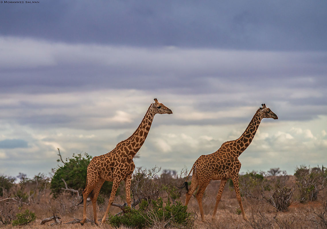Giraffes || Tsavo East National Park || Aug 2017<br />
<a href="https://www.facebook.com/MohammedSalmanPics/" rel="nofollow">https://www.facebook.com/MohammedSalmanPics/</a> Giraffa camelopardalis,Northern Giraffe