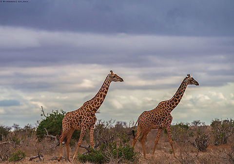 Giraffes || Tsavo East National Park || Aug 2017
https://www.facebook.com/MohammedSalmanPics/ Giraffa camelopardalis,Northern Giraffe
