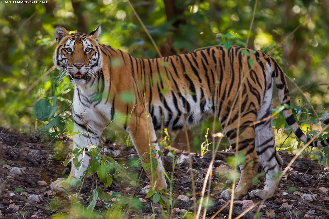 The "Bandri Chappar" tigeress || Kanha || Jan 2016<br />
<a href="https://www.facebook.com/MohammedSalmanPics/" rel="nofollow">https://www.facebook.com/MohammedSalmanPics/</a> Bengal tiger,Geotagged,India,Panthera tigris tigris,Winter