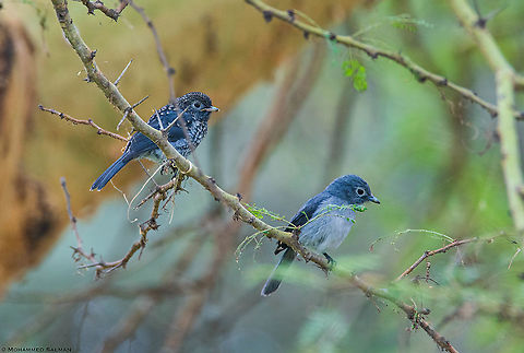 White-eyed Slaty Flycatchers || Lake Naivasha || Aug 2017
https://www.facebook.com/MohammedSalmanPics/ Melaenornis fischeri,White-eyed slaty flycatcher