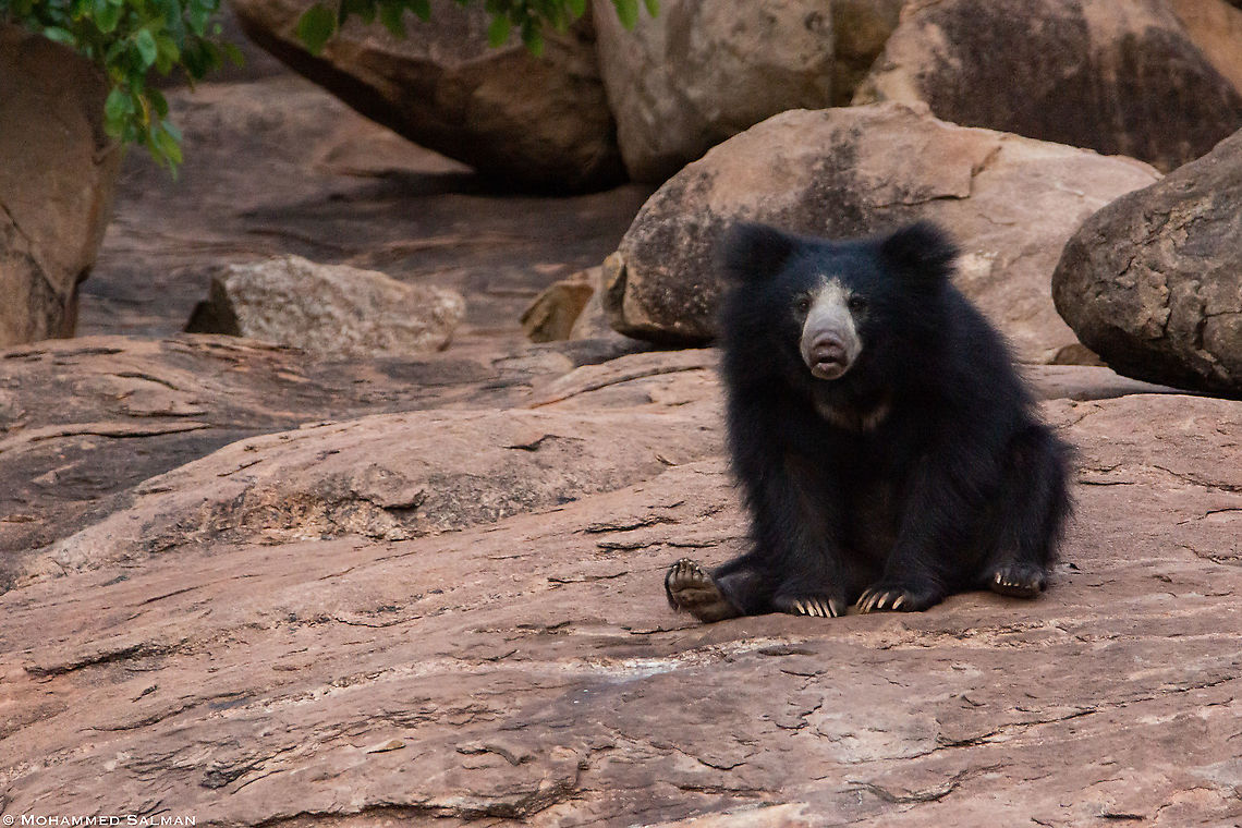 Bear flump || Daroji || July 2018<br />
<a href="https://www.facebook.com/MohammedSalmanPics/" rel="nofollow">https://www.facebook.com/MohammedSalmanPics/</a> Melursus ursinus,Sloth bear