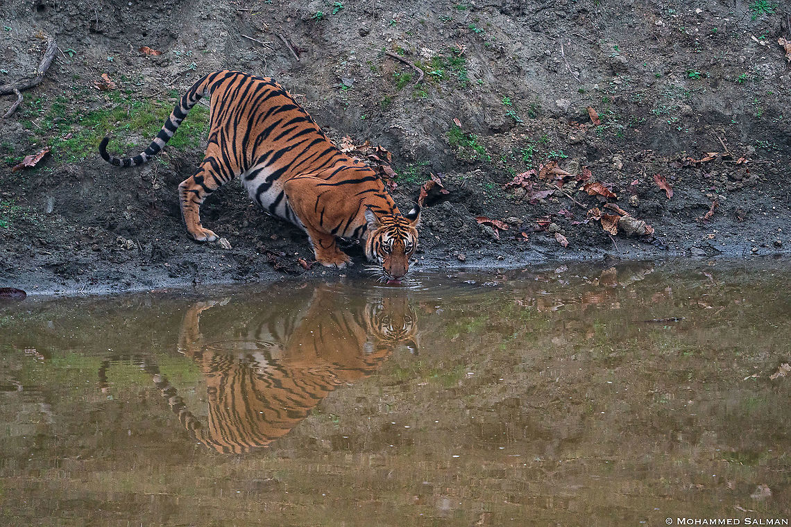 Tiger reflection || Kabini || Feb 2020<br />
<a href="https://www.facebook.com/MohammedSalmanPics/" rel="nofollow">https://www.facebook.com/MohammedSalmanPics/</a> Bengal tiger,Panthera tigris tigris