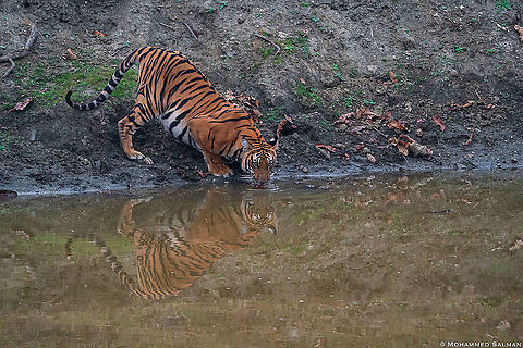 Tiger reflection || Kabini || Feb 2020
https://www.facebook.com/MohammedSalmanPics/ Bengal tiger,Panthera tigris tigris