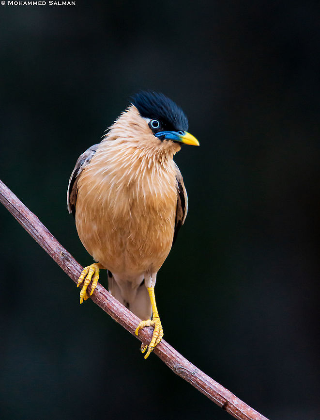 Brahminy starling || Daroji || July 2018<br />
<a href="https://www.facebook.com/MohammedSalmanPics/" rel="nofollow">https://www.facebook.com/MohammedSalmanPics/</a> Brahminy Starling,Sturnia pagodarum