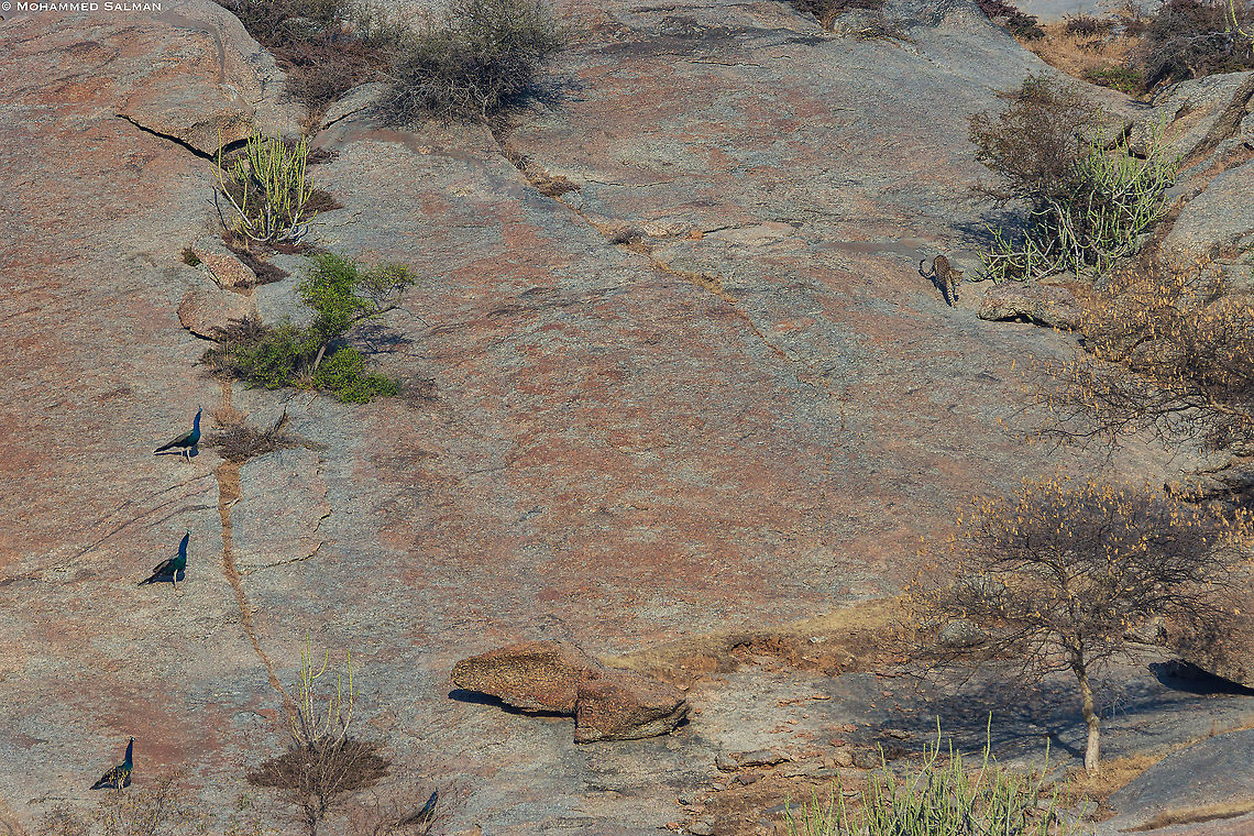 Leopard & peacocks, a typical Bera habitat || Dec 2015<br />
<a href="https://www.facebook.com/MohammedSalmanPics/" rel="nofollow">https://www.facebook.com/MohammedSalmanPics/</a> Fall,Geotagged,India,Leopard,Panthera pardus