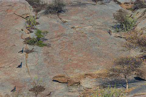 Leopard & peacocks, a typical Bera habitat || Dec 2015
https://www.facebook.com/MohammedSalmanPics/ Fall,Geotagged,India,Leopard,Panthera pardus