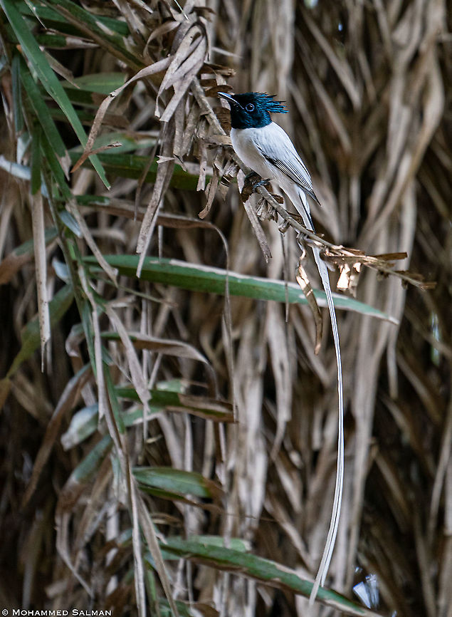 Asian paradise flycatcher || Ranganathittu || Feb 2020<br />
<a href="https://www.facebook.com/MohammedSalmanPics/" rel="nofollow">https://www.facebook.com/MohammedSalmanPics/</a> Asian Paradise Flycatcher,Terpsiphone paradisi