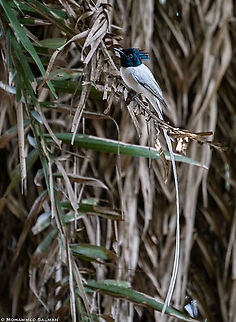 Asian paradise flycatcher || Ranganathittu || Feb 2020
https://www.facebook.com/MohammedSalmanPics/ Asian Paradise Flycatcher,Terpsiphone paradisi