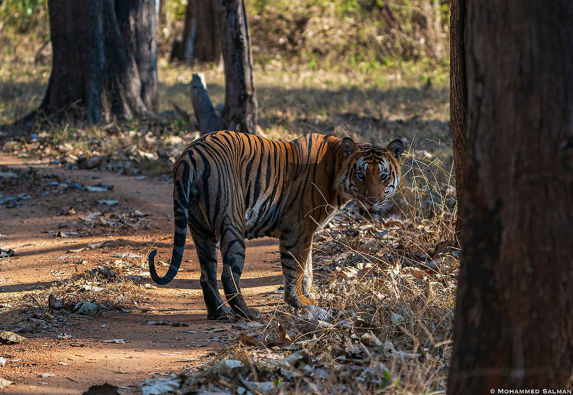 Tiger || Kabini || Feb 2020<br />
<a href="https://www.facebook.com/MohammedSalmanPics/" rel="nofollow">https://www.facebook.com/MohammedSalmanPics/</a> Bengal tiger,Panthera tigris tigris