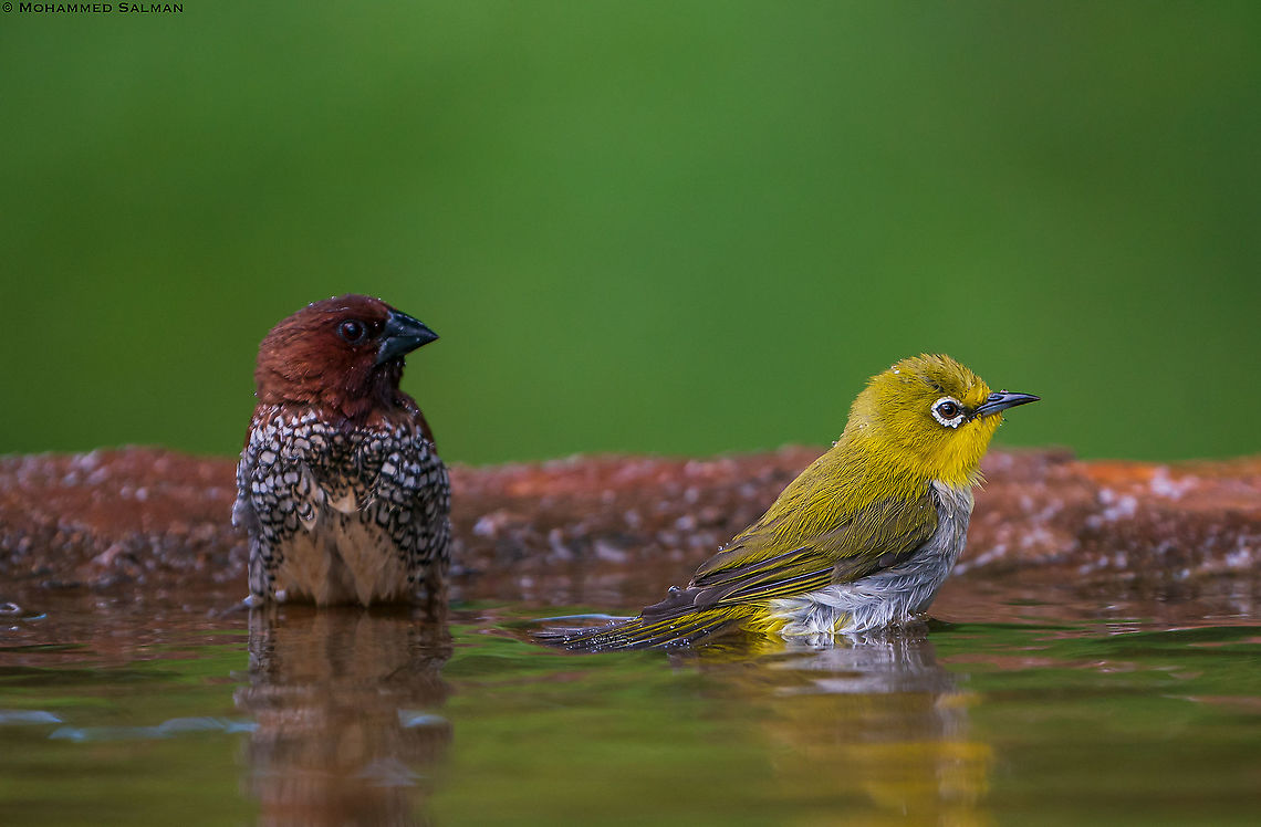 Scaly breasted munia and Oriental white-eye || Bangalore || July 2020<br />
<a href="https://www.facebook.com/MohammedSalmanPics/" rel="nofollow">https://www.facebook.com/MohammedSalmanPics/</a> Lonchura punctulata,Scaly-breasted munia