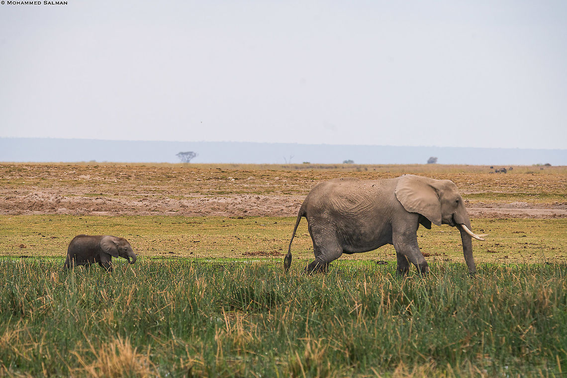 African bush elephant and calf || Amboseli || Aug 2017<br />
<a href="https://www.facebook.com/MohammedSalmanPics/" rel="nofollow">https://www.facebook.com/MohammedSalmanPics/</a> African bush elephant,Loxodonta africana