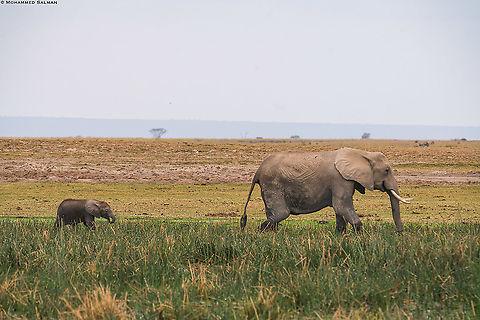 African bush elephant and calf || Amboseli || Aug 2017
https://www.facebook.com/MohammedSalmanPics/ African bush elephant,Loxodonta africana