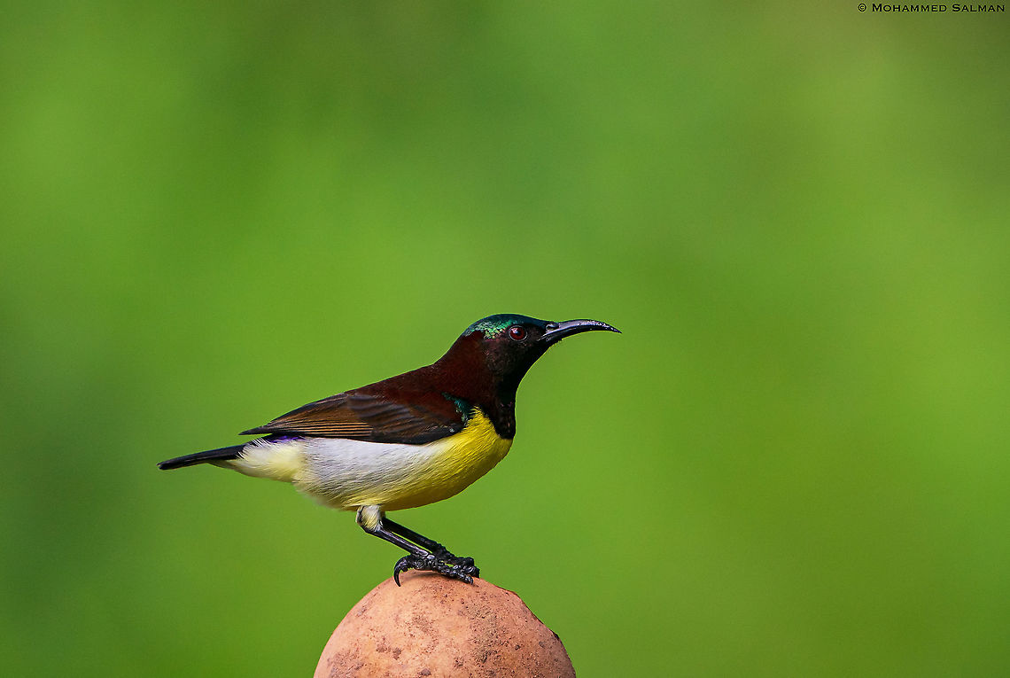 Purple rumped sunbird || Bangalore || July 2020<br />
<a href="https://www.facebook.com/MohammedSalmanPics/" rel="nofollow">https://www.facebook.com/MohammedSalmanPics/</a> Leptocoma zeylonica,Purple-rumped sunbird