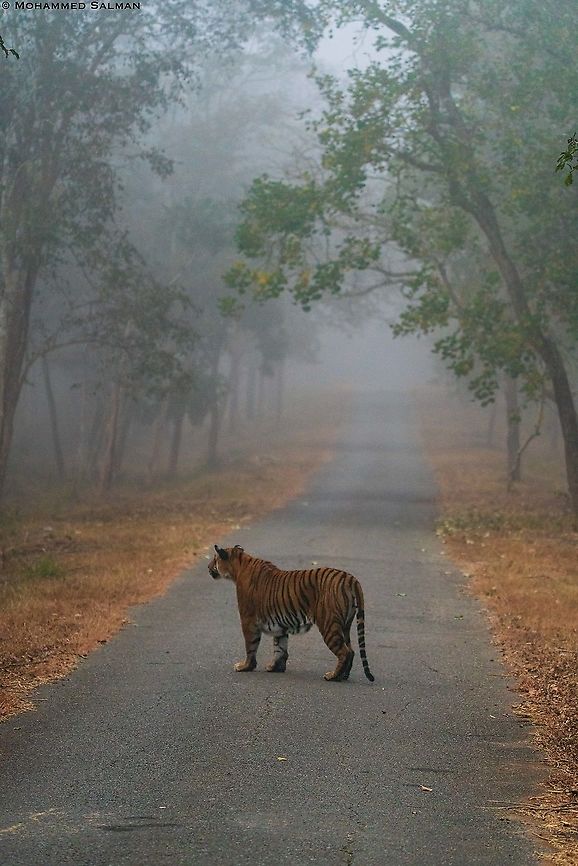 Tiger crossing || Kabini || Jan 2020<br />
<a href="https://www.facebook.com/MohammedSalmanPics/" rel="nofollow">https://www.facebook.com/MohammedSalmanPics/</a> Bengal tiger,Panthera tigris tigris