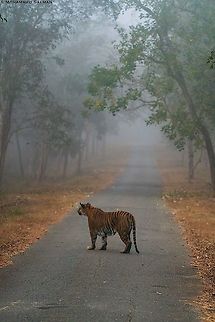 Tiger crossing || Kabini || Jan 2020
https://www.facebook.com/MohammedSalmanPics/ Bengal tiger,Panthera tigris tigris
