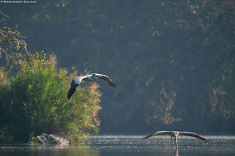 Habitat of the spot-billed pelican || Ranganathittu || Feb 2020
https://www.facebook.com/MohammedSalmanPics/ Pelecanus philippensis,Spot-billed pelican