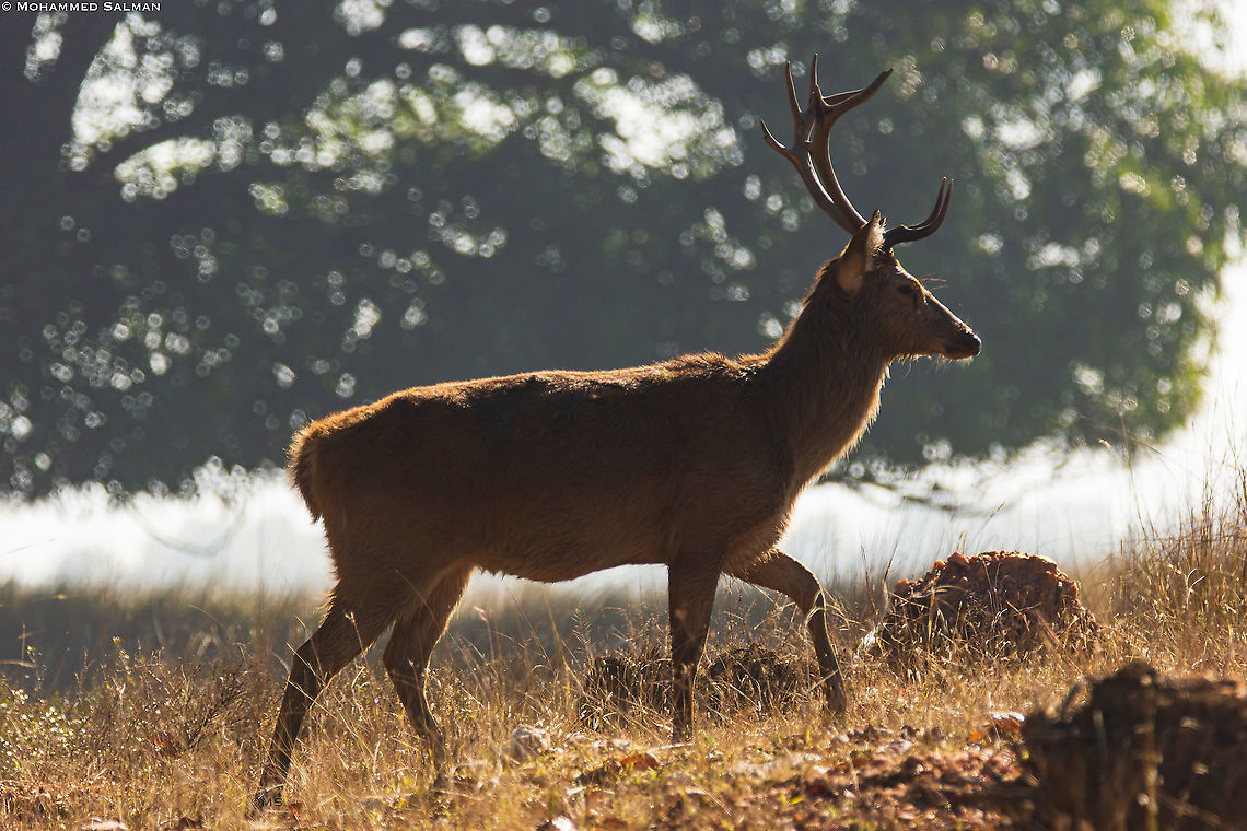 Hard-ground Barasingha || Kanha || Jan 2016<br />
<a href="https://www.facebook.com/MohammedSalmanPics/" rel="nofollow">https://www.facebook.com/MohammedSalmanPics/</a> Barasingha,Geotagged,India,Rucervus duvaucelii,Winter