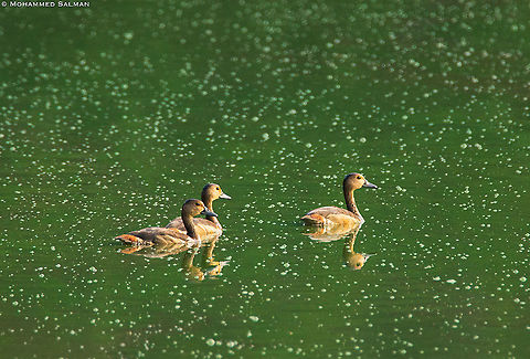 Lesser whistling ducks || Nagarhole || April 2017
https://www.facebook.com/MohammedSalmanPics/ Dendrocygna javanica,Lesser Whistling Duck