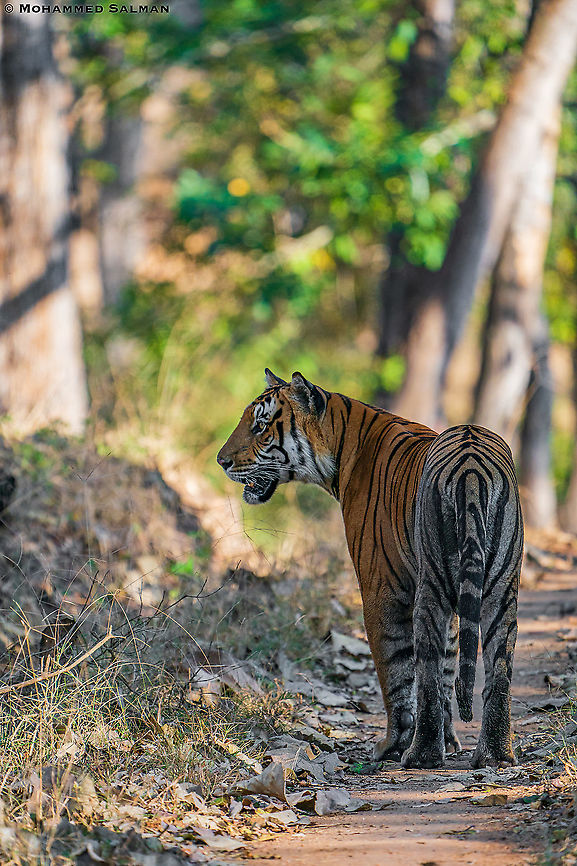 Tiger portrait || Kabini || Feb 2020<br />
#Globaltigerday #Internationaltigerday<br />
<a href="https://www.facebook.com/MohammedSalmanPics/" rel="nofollow">https://www.facebook.com/MohammedSalmanPics/</a> Bengal tiger,Panthera tigris tigris