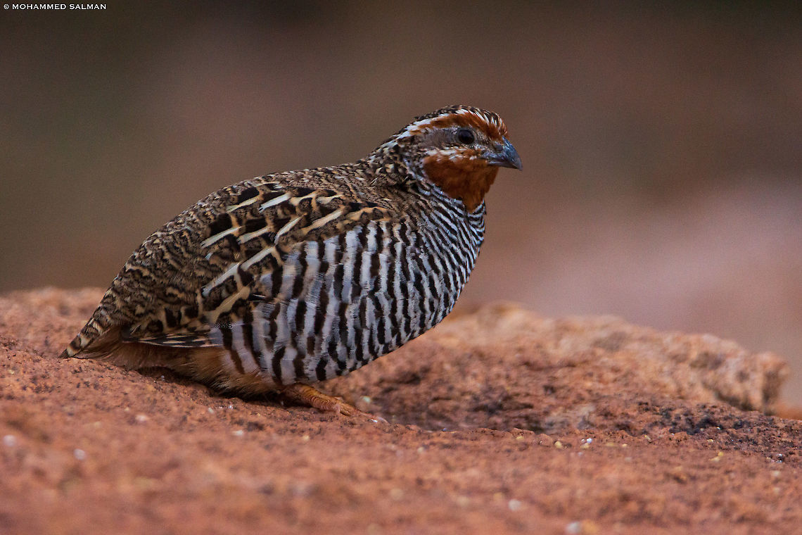 Jungle bush quail male || Daroji || July 2018<br />
<a href="https://www.facebook.com/MohammedSalmanPics/" rel="nofollow">https://www.facebook.com/MohammedSalmanPics/</a> Jungle bush quail,Perdicula asiatica