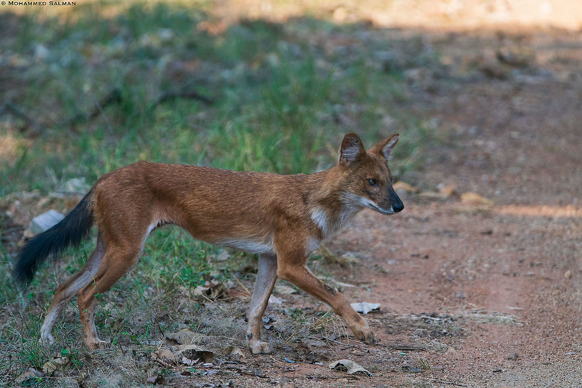 Dhole || Tadoba || Jan 2020<br />
<a href="https://www.facebook.com/MohammedSalmanPics/" rel="nofollow">https://www.facebook.com/MohammedSalmanPics/</a> Cuon alpinus,Dhole