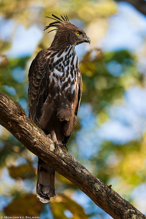 The crested hawk-eagle || Kabini || Feb 2020<br />
<a href="https://www.facebook.com/MohammedSalmanPics/" rel="nofollow">https://www.facebook.com/MohammedSalmanPics/</a> Changable hawk eagle,Nisaetus cirrhatus