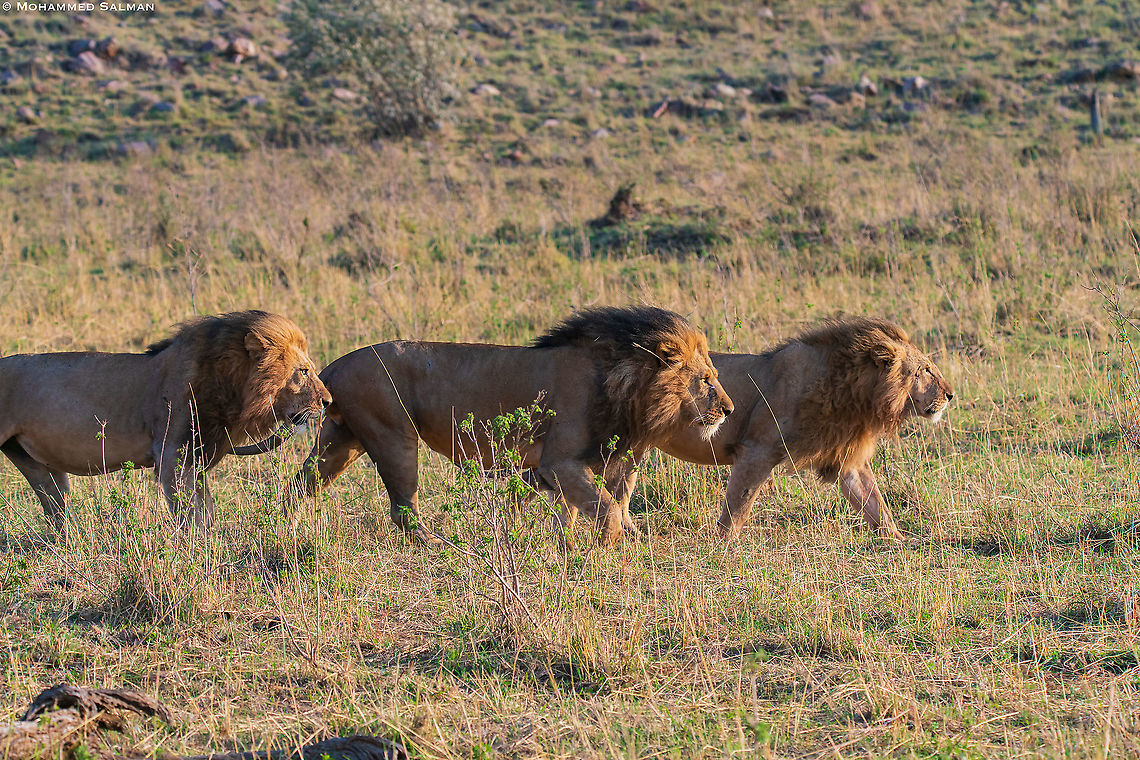 "World Lion Day",  Brothers || Maasai Mara || Aug 2017<br />
<a href="https://www.facebook.com/MohammedSalmanPics/" rel="nofollow">https://www.facebook.com/MohammedSalmanPics/</a> Lion,Panthera leo