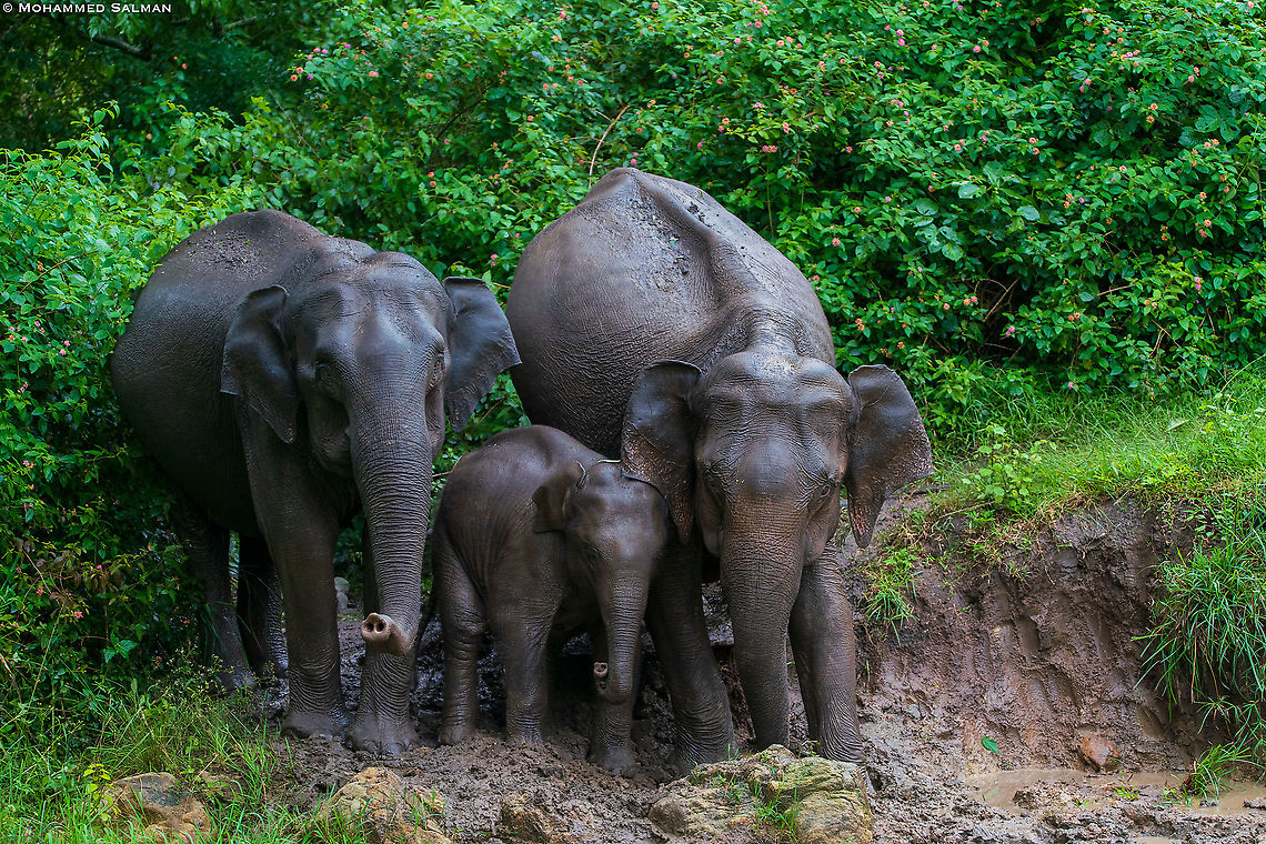 #WorldElephantDay Elephant family || Bandipur || Sept 2018 Asian elephant,Elephas maximus