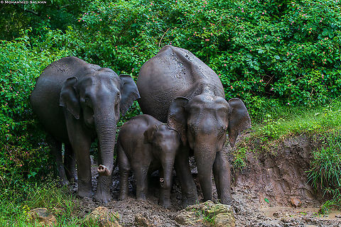 #WorldElephantDay Elephant family || Bandipur || Sept 2018 Asian elephant,Elephas maximus