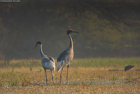 A pair of Sarus cranes || Bharatpur || Dec 2016. Grus antigone,Sarus Crane