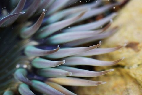 Anemone Photography for Wildlife and Nature Conservation.  anemone,invertebrates,marine animals,marine life