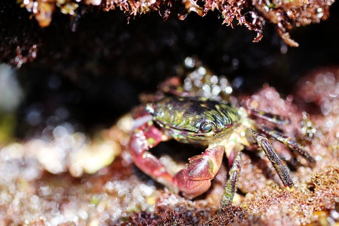 crab Photography for Wildlife and Nature Conservation crabs,crustaceans,marine life,tide pools