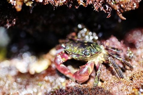 crab Photography for Wildlife and Nature Conservation crabs,crustaceans,marine life,tide pools