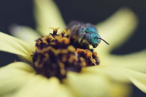 Bee Photography for Wildlife and Nature Conservation Bees,Insects,Pollinators