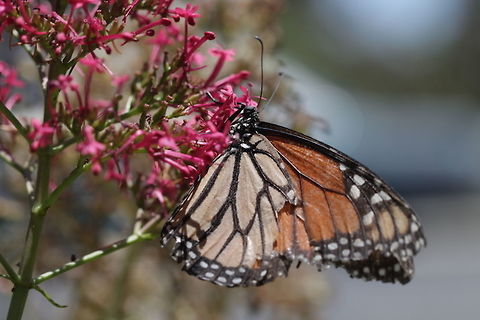 monarch butterfly Photography for Wildlife and Nature Conservation Danaus plexippus,Monarch butterfly,butterfly,monarch butterfly,pollinators